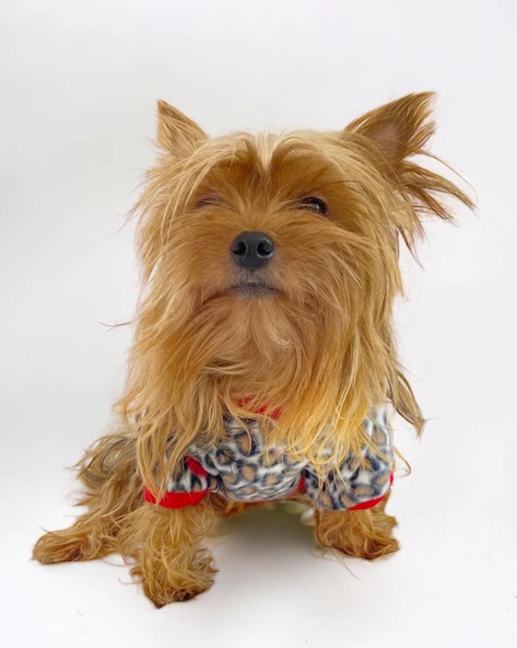 Animal Leo Print Sweat Red Sweat Köpek Kazağı Köpek Poları - 8