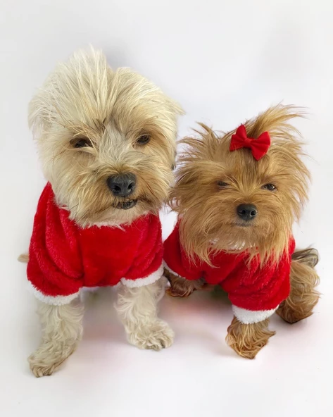 Kitty Santa Köpek Kazağı, Noel , Yılbaşı Elbisesi Kıyafeti - 7