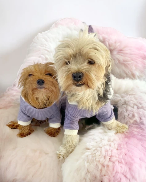 Bunny Boo Kulaklı Köpek Tulumu Kıyafeti - 9