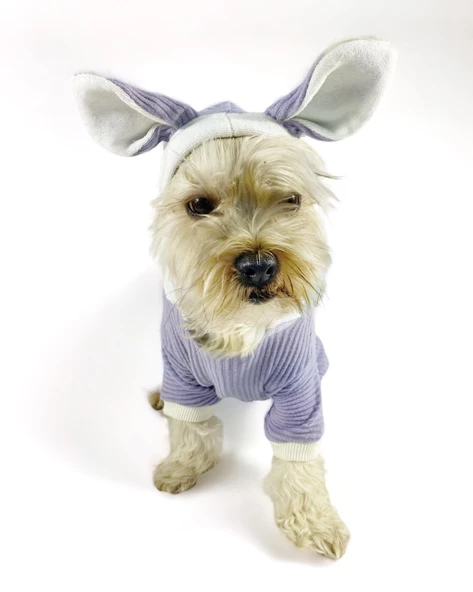 Bunny Boo Kulaklı Köpek Tulumu Kıyafeti - 7