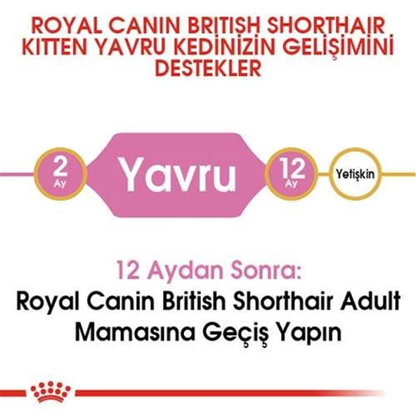 Royal Canin Kitten British Shorthair Yavru Irk Kedi Maması 2 Kg - Resim 4