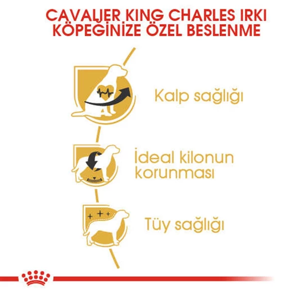 Royal Canin Cavalier King Charles Irk Köpek Maması 3 Kg - 3