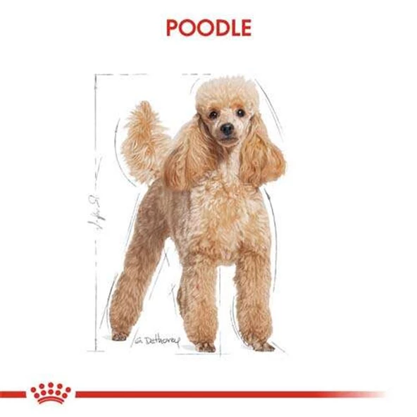 Royal Canin Poodle Adult Yetişkin Köpek Maması 3 Kg - 7