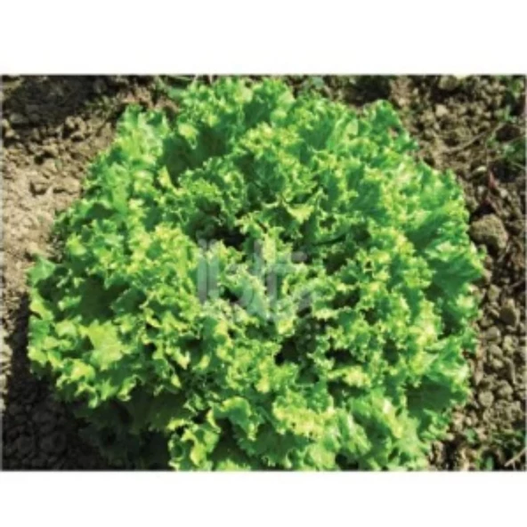 Bursa Tohum Karadeniz Kıvırcık Marul 25 gr 5 Paket - 2