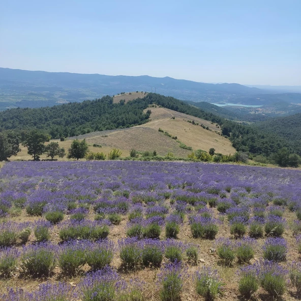 Kazdağı Polifloralı Çiçek Balı 850gr - 3