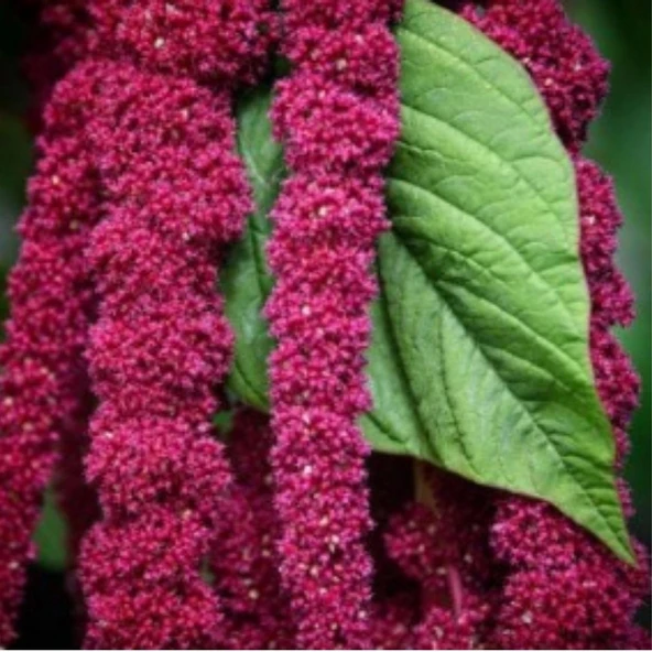 Simagro Tohum Tilki Kuyruğu Çiçeği 100 Adet Tohum - 2