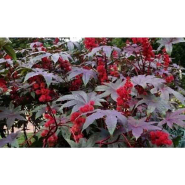 Simagro Tohum Kene Çiçeği 5 Adet Tohum - 2