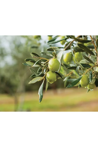 Erken Hasat Natural Zeytinyağı 18 Lt - 3
