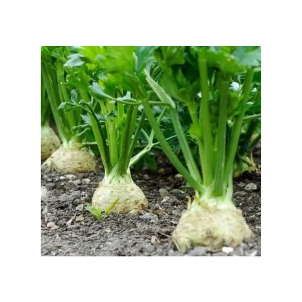 Bursa Tohum Çanakkale Kök Kereviz 25Gr 5 Paket