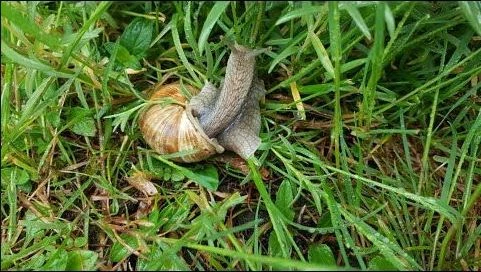 Salyangoz, Sümüklü Böcek Pelet Yemi 1 Kg - 3