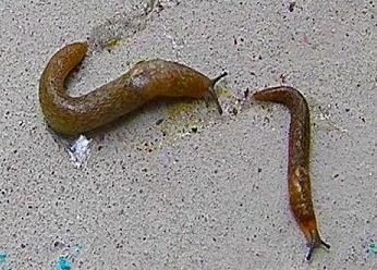 Salyangoz, Sümüklü Böcek Pelet Yemi 1 Kg - 2