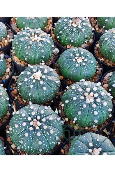 Astrophytum Asterias serisi 1 adet nadir koleksiyon kaktüs 5.5 cm kahverengi saksıda