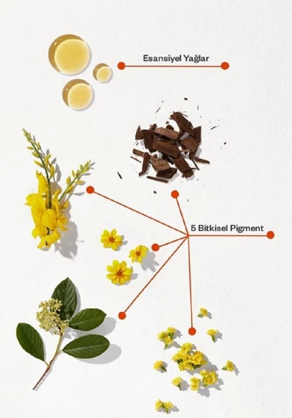 Phyto Color Saç Boyası 5.3 Açık Kestane Dore - 3