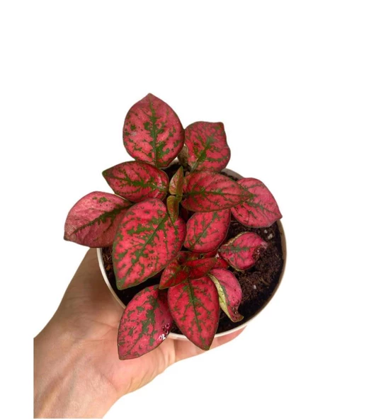 Hostes Çiçeği Kırmızı Çilli Yaprak Güzeli Hipoestes Phyllostachya 10-20 Cm - Resim 2