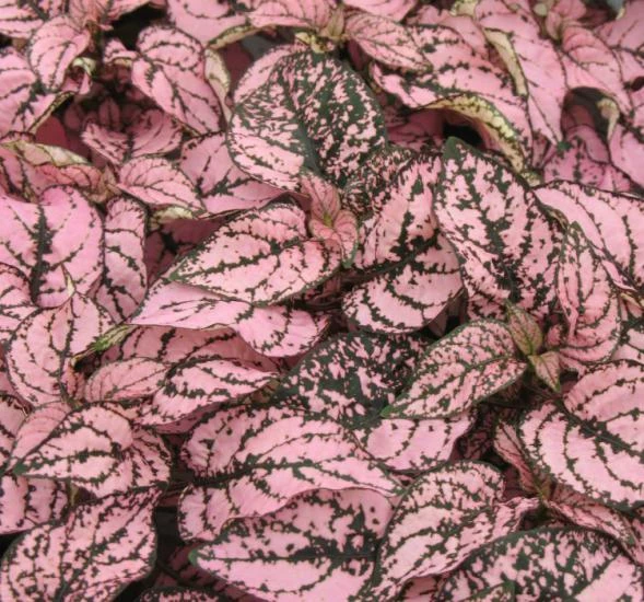 Pembe Yeşil Fittonia Hostes Çiçeği Çilli Yaprak Güzeli