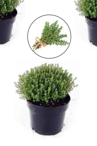 Saksılı Kekik Fidanı 15-25 Cm Büyük Boy Potted Thyme Sapling - 2
