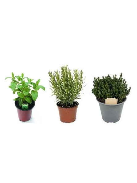 Kekik Nane Biberiye 3 Lü Set 10-20 Cm Aromatik Bitki Seti