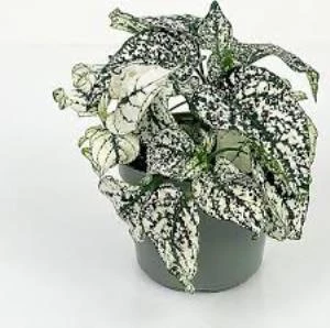 Fittonia Hostes Çiçeği Çilli Yaprak Güzeli Yeşil Beyaz ürün görseli