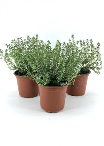 Saksılı Kekik Fidanı 10-20 Cm 3 Adet Potted Thyme Sapling ürün görseli