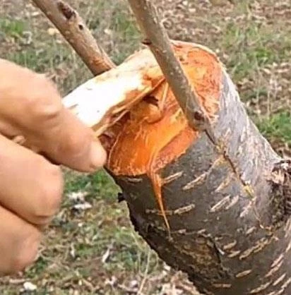 Aşı Macunu Soğuk Uygulanan Budama Macunu Metal Kutuda 250 Gr - 2