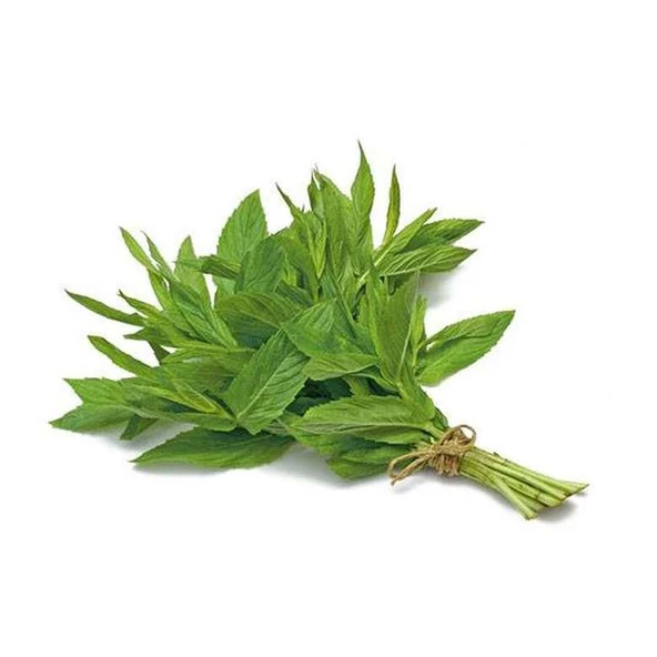 Saksılı Nane Fidanı Fidesi 1 Adet 10-20 Cm Mentha - Resim 4