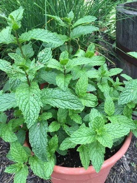 Saksılı Nane Fidanı Fidesi 1 Adet 10-20 Cm Mentha - Resim 3