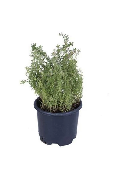 Potted Thyme Sapling Kekik Fidanı 10-20 Cm Potted Thyme Sapling - Resim 2