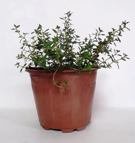 Dağ Bahçe Kekiği Fidanı 10-20 Cm 1 Adet Thymus Vulgaris - 2