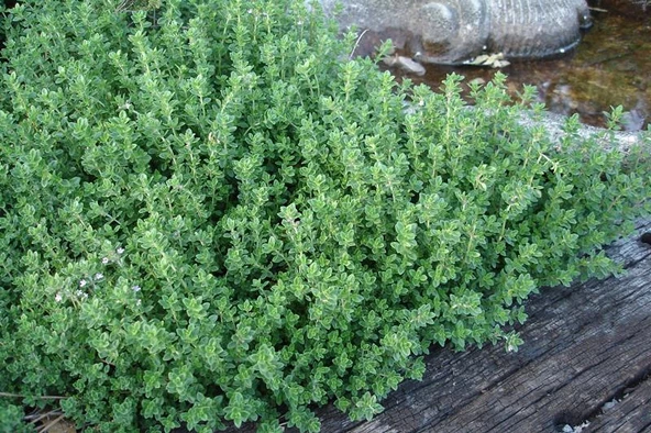 Satureja Hortensis Kekik Tohumu 100 Adet Thyme Seed