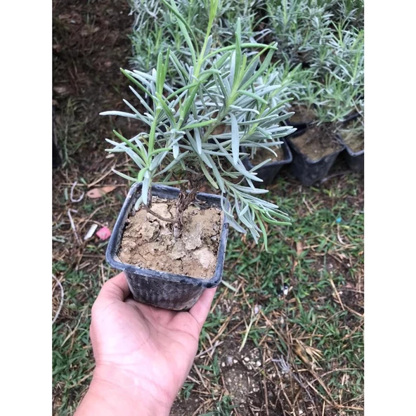 Saksı Tipi Lavanta Fidanı 5 Adet 5-15 Cm İntermedia - 2