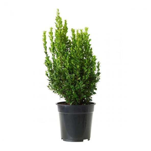 Şimşir Fidanı 20-30 Cm (Buxus Sempervirens)