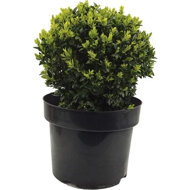 Buxus Sempervirens Şimşir Fidanı 20-30 Cm 1 Adet ürün görseli