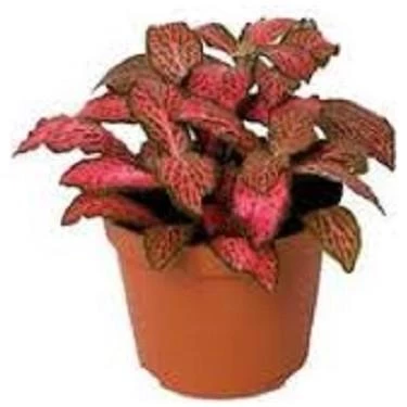 Yaprak Güzeli Fittonia Kırmızı Puantiyeli 10-20 Cm ürün görseli