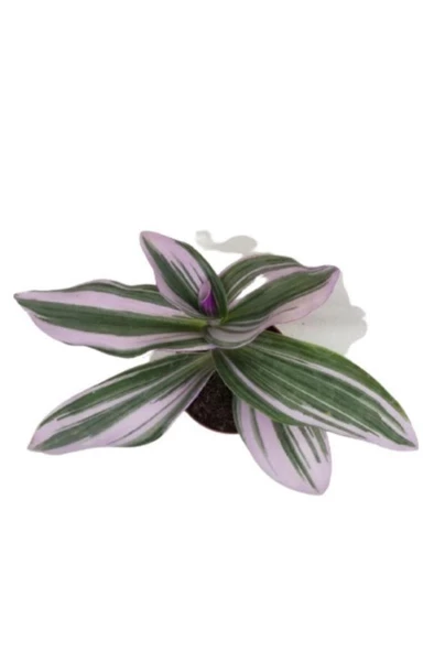 Nanouk Telgraf Çiçeği 10-20 cm Tradescantia Nanouk ürün görseli
