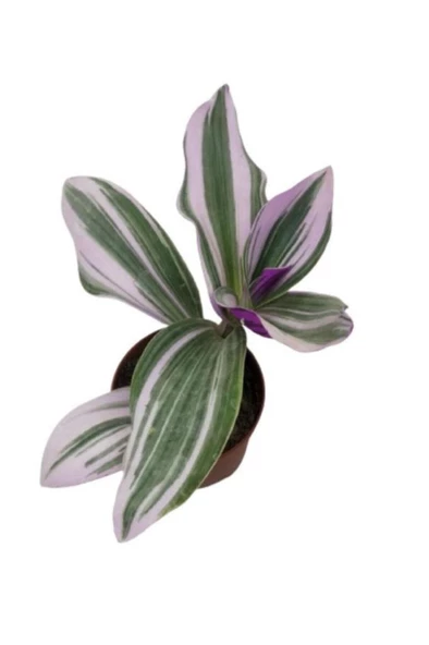 Nanouk Telgraf Çiçeği 10-20 cm Tradescantia Nanouk - Resim 2