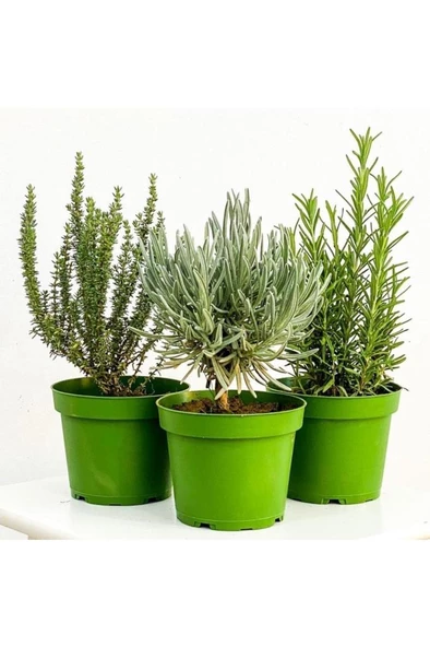 Üçlü Bitki Seti Kekik Nane Itır 3 Lü Set 10-20 Cm Aromatik