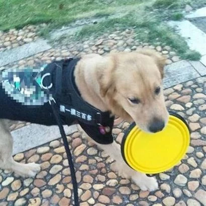 BUFFER® Katlanabilir Kedi Köpek Mama ve Su Kabı Köpek Oyuncağı - 11