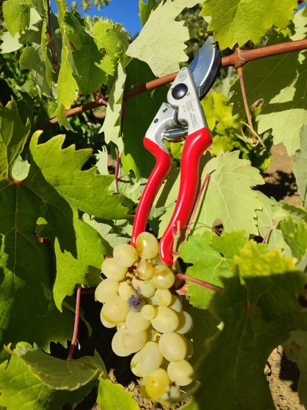 Kıng Tıger Budama Makası KT-16 - 4