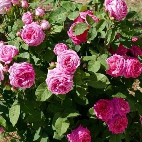 Tüplü Kokulu Reçellik Pembe Isparta Gülü Fidanı 15-25 Cm N11.2478 ürün görseli