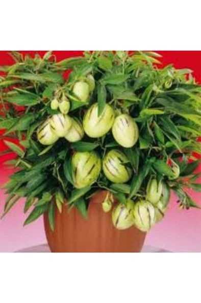 Pepino Fidanı 10-20 Cm - Resim 2