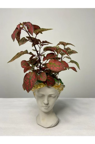 Kırmızı Benek Hypoestes Hostes Çiçeği 10-20 Cm ürün görseli