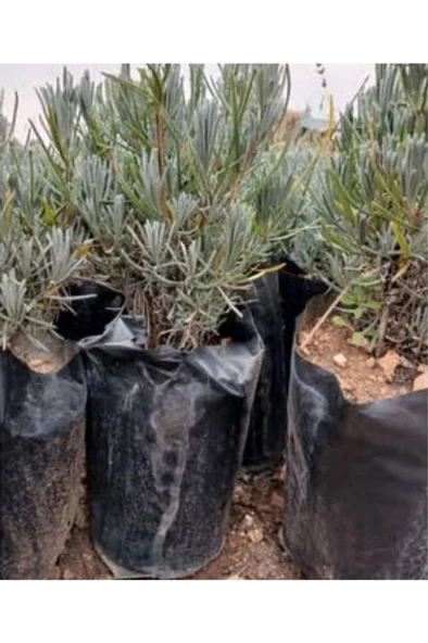 Lavanta Fidanı 10-20 Cm - Resim 2