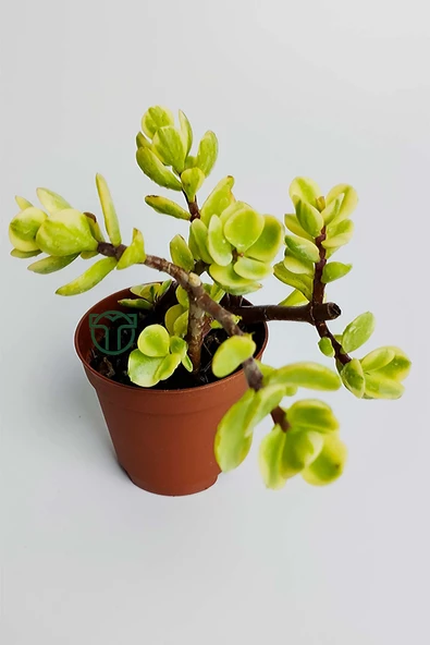 Para ağacı bereket çiçeği afra variegata özel tür sukulent Crassula Ovata yeşil sarı yapraklı bonsai - 2