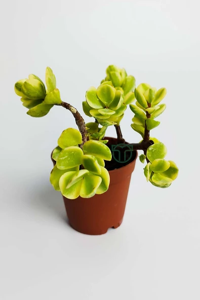 Para ağacı bereket çiçeği afra variegata özel tür sukulent Crassula Ovata yeşil sarı yapraklı bonsai