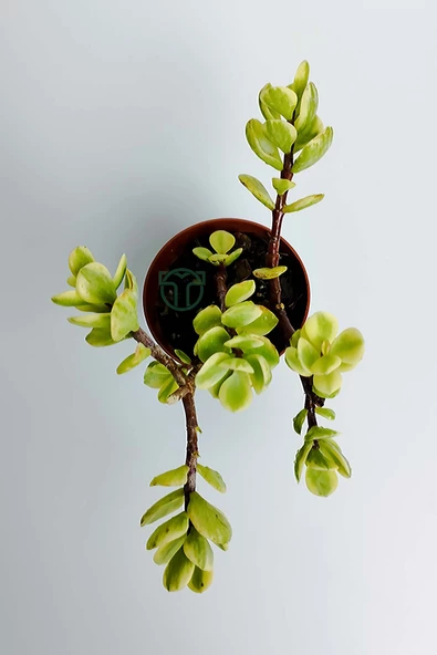Para ağacı bereket çiçeği afra variegata özel tür sukulent Crassula Ovata yeşil sarı yapraklı bonsai - 3