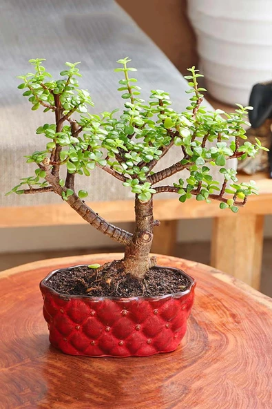 Para ağacı bereket çiçeği afra variegata özel tür sukulent Crassula Ovata yeşil sarı yapraklı bonsai - 4