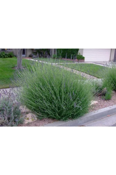 Yoğun Kokulu (Lavandula X Intermedia), Saksıda Lavanta Fidanı, Büyük Boy, ürün görseli