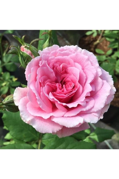 Gül Fidanı Isparta Gülü 7 Adet 15-25 cm - Resim 4