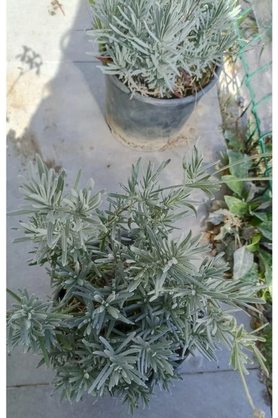 Kokulu Lavanta Fidanı 1 Adet 10-20 Cm