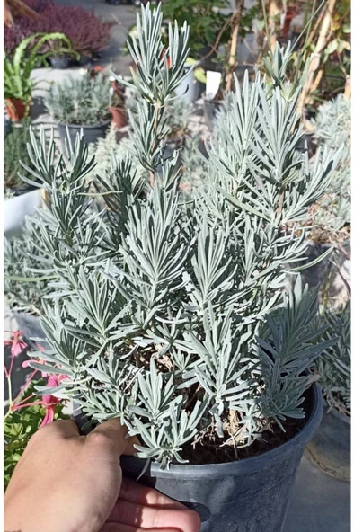 Kokulu Lavanta Fidanı 1 Adet 10-20 Cm - 2